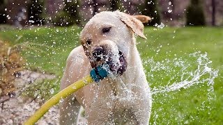 Funny Dogs Playing With Water [upl. by Enahpets730]