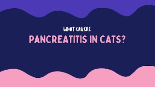 Pancreatitis in cats [upl. by Macknair]