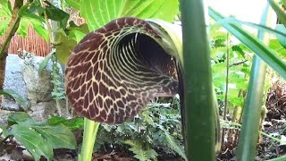 Arisaema griffithii beautiful Cobra Lily amp easy to grow [upl. by Cary195]