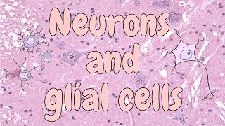 Neurons and glial cells spinal cord  nervous tissue histology [upl. by Andaira]