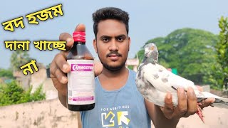 কবুতরের বদহজম দানা পানি ছেড়ে দিয়েছেkobitorkavideo pigeon bird rsflyer carmozyme [upl. by Philpot]