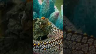 Stonefish and starfish aquariumfish [upl. by Benildis]