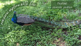 Peacock peahen peafowl [upl. by Whiteley329]