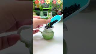 Pennywort  Easy Growing Tips amp Benefits  Perfect for Water Propagation garden grafting [upl. by Lolita]