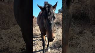 Wild mustang being agreeable  blueberryranch horse mustanghorse equestrian wildmustangs music [upl. by Yesdnik]