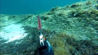 Spearfishing Malta 2016 [upl. by West]