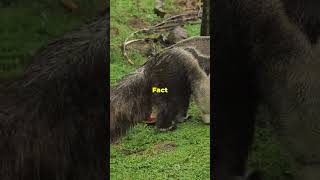 5 Facts about Anteaters [upl. by Weatherley]