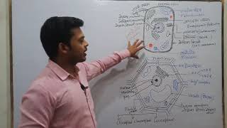 Eukaryotic Cell  Biology  eukaryotic cell diagram [upl. by Cerelly]