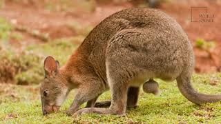 Pademelon  A cousin of the kangaroo and the wallaby [upl. by Azila]