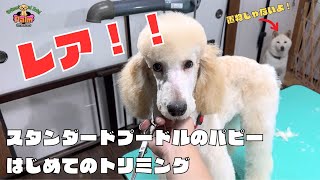 子犬の初トリミング！4ヶ月のスタンダードプードルがかわいい！！ [upl. by Nigrom]