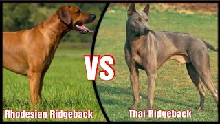 Rhodesian Ridgeback VS Thai Ridgeback [upl. by Awad]