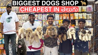 CHEAPEST amp BIGGEST PET SHOP IN HYDERABAD  BIG DOGS  PUPPIES  DAY CARE [upl. by Yenobe381]