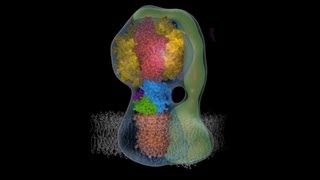 Molecular animation of ATP synthase [upl. by Naraa]