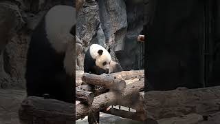 Le panda de Chine [upl. by Allit]