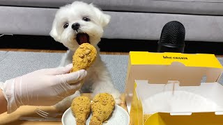 뿌링클 시키신분  ASMR 강아지 뿌링클 치킨 먹방🍗 [upl. by Hannavas]