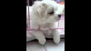 Maltese  Pomeranian Puppy For Adoption  3 Months Baby M [upl. by Ecadnac602]