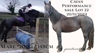 Black Abbey a gorgeous mare for sale at Cavan Horse Sales Lot 22 ponyforsale pony equestrian [upl. by Clintock24]