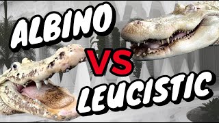 WHATS THE DIFFERENCE BETWEEN ALBINO amp LEUCISTIC ALLIGATORS [upl. by Pathe]