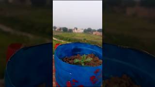 Repotting Chrysanthemumगुलदाऊदीsaplinggrowwithmeseeds floweryoutubeshorts flower nature [upl. by Eudoxia]