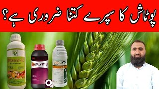 Why to use Foliar potash in Wheat  Significance of Potash Fertilizer  Bilal Kanju Official [upl. by Arrad668]