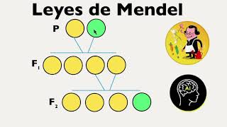 Leyes de Mendel principio de uniformidad principio de la segregacion y transmisión independiente [upl. by Nadual283]