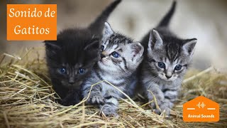 Sonidos de Gatitos Bebés Recién Nacidos Maullando 😸 Tiernos Llorando Llamando a su Mama 😸 [upl. by Isla820]