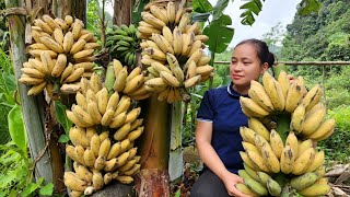 Harvesting Banana Fruit Garden Goes to the market sell  Gardening  Lý Thị Ca [upl. by Alacim]