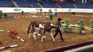 Open InHand Trail  Reserve World Champion APHA World Show [upl. by Haleeuqa416]