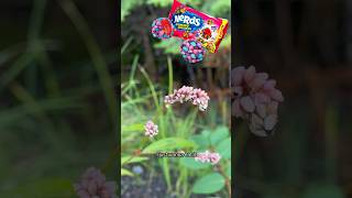 Plant of the day is pink smartweed nature’s Nerds gummy clusters 🌸🍬🌷 [upl. by Riabuz316]