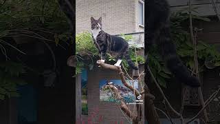 catlovers catshorts cats kattenfilmpjes katten cutevideo [upl. by Sacksen]