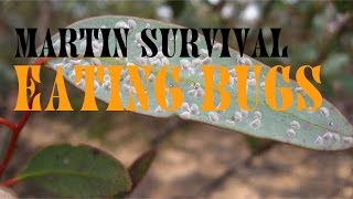 Eating Bugs in Survival [upl. by Druci]