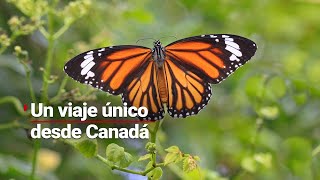 Mariposas Monarca vuelan en un viaje de más de 4 mil kilómetros desde Canadá hasta México [upl. by Howlan]