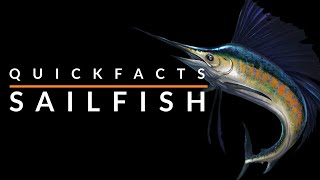 The Fastest Fish in the World  8 Quick Facts About Sailfish [upl. by Ahsenwahs954]