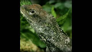 Frilled Dragon kadal berjumbai dari Papua ❗️ [upl. by Ellie]