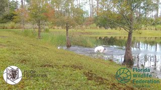 Rescued Puppy Becomes Deputy Dog  NBC [upl. by Cressi]