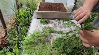 How I Take Arborvitae Cuttings [upl. by Anneehs]