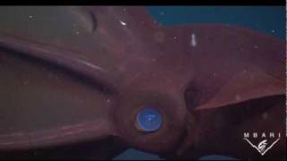 The Vampire Squid From Hell [upl. by Elreath]