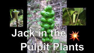 Jack in the Pulpit Plant Arisaema Triphyllum [upl. by Susanetta]