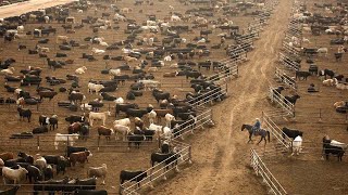 American Ranchers Raise 301 Million Beef Cattle This Way  American Cow Farm [upl. by Herries49]