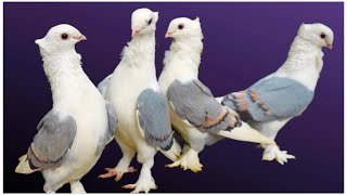 Satinette Fancy Pigeons at Zohel’s Pigeon Loft Mumbai [upl. by Idolem921]