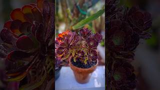 Aeonium Planting from cuttings plants shortvideo [upl. by Ylremik]