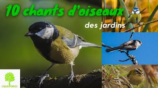 🐦🎵 10 CHANTS DOISEAUX DU JARDIN en vidéo pour les reconnaître [upl. by Donnelly346]