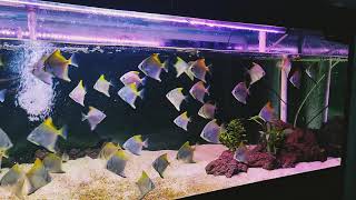 Beauty and RARE Fish Monodactylus fish feeding HD  schooling Fish  relaxing Fish [upl. by Ailey]