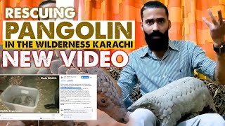 Rescuing Pangolin in the wilderness Karachi I Aun Muhammad I New Video I Animal World with Aun [upl. by Baudelaire]