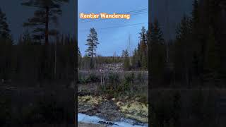 Rentier Wanderung in Schweden shorts travelvlog [upl. by Amesari794]