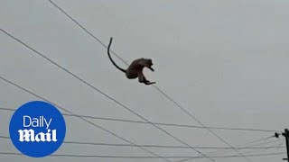 Monkey makes a daring 100ft leap from tower top in India [upl. by Ykvir]