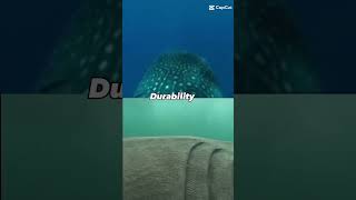 DB basking shark vs whale shark shorts shark battle [upl. by Awe]