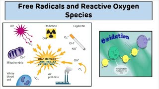 Free Radicals and Reactive Oxygen Species ROS  Introduction to Free Radicals [upl. by Yclehc]