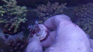 Acropora tenuis blue  Australia coral gandalf [upl. by Yager]