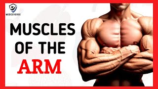 Muscles of the arm  Origin  Insertion and Action [upl. by Herrera357]